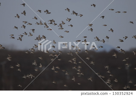 Flock of flouncing benihiwa 130352924