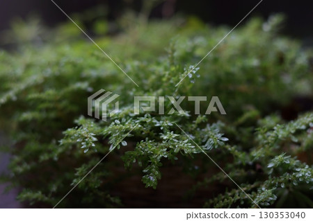 the background of the plants 130353040