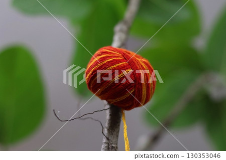 Traditional red and yellow sacred thread balls tied to a Banyan tree branch during a Hindu ritual 130353046