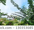 Beautiful White Powderpuff Flowers Blooming on Tree Branch Against Blue Sky 130353085