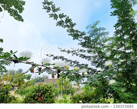 Beautiful White Powderpuff Flowers Blooming on Tree Branch Against Blue Sky 130353085