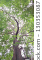 Majestic Tall Tree with Green Canopy Reaching Towards Sunlight in Forest 130353087