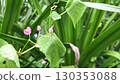 Beautiful Pink Wildflower Blooming Among Lush Green Leaves in Natural Garden 130353088