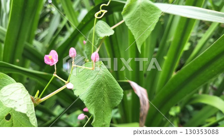 Beautiful Pink Wildflower Blooming Among Lush Green Leaves in Natural Garden 130353088