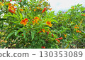 Vibrant Orange Yellow Trumpet Flowers Blooming Freshly in Tropical Natural Garden 130353089