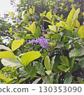 Beautiful Purple Blossoms Blooming Among Fresh Green Leaves in a Tropical Garden 130353090