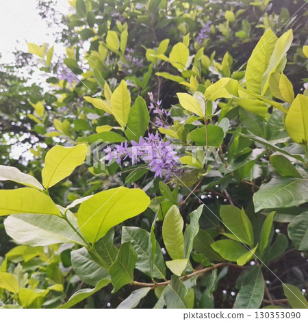 Beautiful Purple Blossoms Blooming Among Fresh Green Leaves in a Tropical Garden 130353090