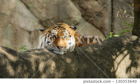 A female tiger relaxing on a rocky outcrop 130353640