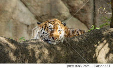 A female tiger relaxing on a rocky outcrop 130353641