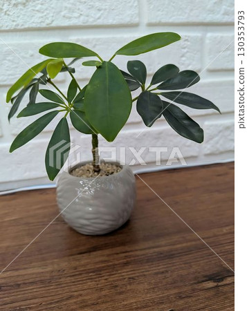 葉子植物 130353793