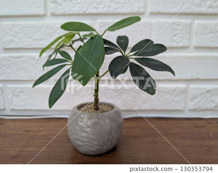 葉子植物 130353794