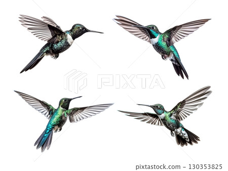 Vibrant watercolor paintings of hummingbirds in various flight poses against a white background. Birds. Vibrant watercolor paintings of hummingbirds in various flight poses against a white background. Birds. 130353825