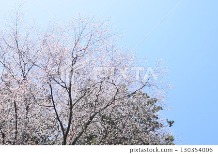 Cherry blossoms in full bloom shining in the blue sky Cherry blossoms in full bloom shining in the blue sky 130354006