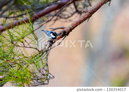 Coal tit: One of the five smallest wild bird species in Japan 130354017