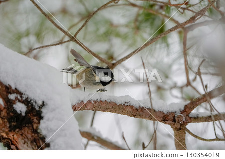 Coal tit: One of the five smallest wild bird species in Japan Coal tit: One of the five smallest wild bird species in Japan 130354019