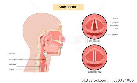 Vocal cords anatomy 130354099