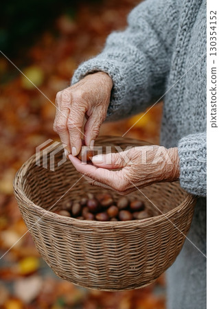 Senior woman holding chestnut above basket full of freshly gathered nuts during autumn 130354152