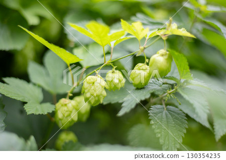 Wild Hops in sunny weather Wild Hops in sunny weather 130354235