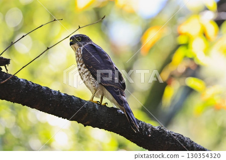 日本雀鷹,日本最小的猛禽,亞成年 日本雀鷹,日本最小的猛禽,亞成年 130354320