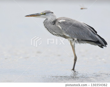 Young Grey Herons and Autumn Red-veined Herons born in the summer of 2025 130354362