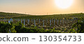 Vineyard field at sunset, rows of grape plants on hillside 130354733