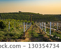 Vineyard field at sunset, rows of grape plants on hillside 130354734