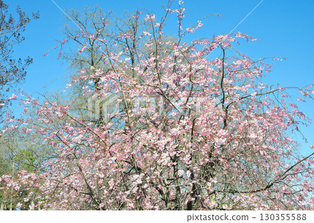 Cherry blossoms at Peace Park (Nagoya City) 130355588