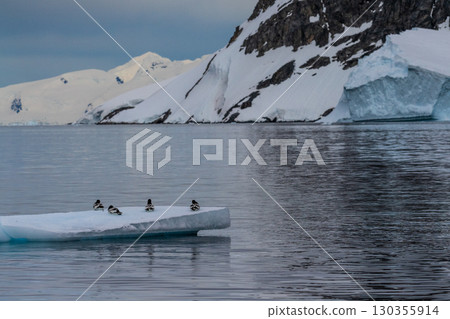 Cape Petrels resting on an iceberg Cape Petrels resting on an iceberg 130355914
