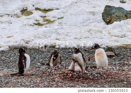 Gentoo Penguins in Antarctica 130355915