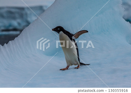 Adelie Penguin standing on an iceberg 130355916