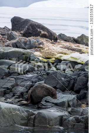Fur seal on a rock Fur seal on a rock 130355917