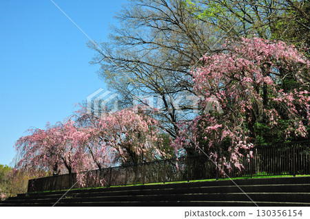 和平公園的櫻花（名古屋市） 130356154