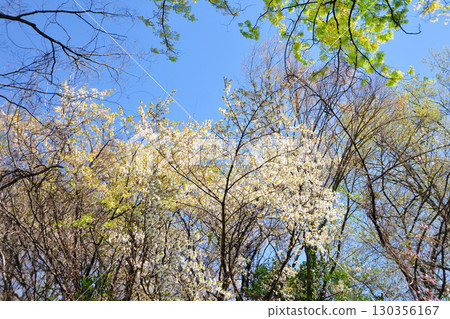 Cherry blossoms at Peace Park (Nagoya City) Cherry blossoms at Peace Park (Nagoya City) 130356167