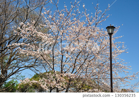 Cherry blossoms at Peace Park (Nagoya City) Cherry blossoms at Peace Park (Nagoya City) 130356235