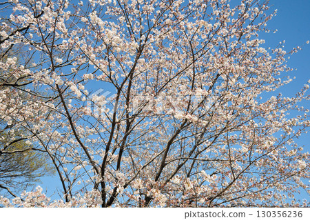 Cherry blossoms at Peace Park (Nagoya City) 130356236