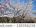 和平公園的櫻花(名古屋市) 和平公園的櫻花(名古屋市) 130356238