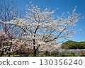 和平公園的櫻花(名古屋市) 和平公園的櫻花(名古屋市) 130356240