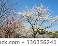 和平公園的櫻花(名古屋市) 和平公園的櫻花(名古屋市) 130356241