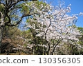 和平公園的櫻花(名古屋市) 和平公園的櫻花(名古屋市) 130356305