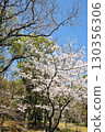 和平公園的櫻花(名古屋市) 和平公園的櫻花(名古屋市) 130356306
