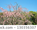和平公園的櫻花(名古屋市) 和平公園的櫻花(名古屋市) 130356307
