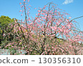 和平公園的櫻花(名古屋市) 和平公園的櫻花(名古屋市) 130356310