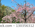 和平公園的櫻花(名古屋市) 和平公園的櫻花(名古屋市) 130356312