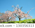 和平公園的櫻花(名古屋市) 和平公園的櫻花(名古屋市) 130356313