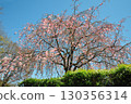 和平公園的櫻花(名古屋市) 和平公園的櫻花(名古屋市) 130356314
