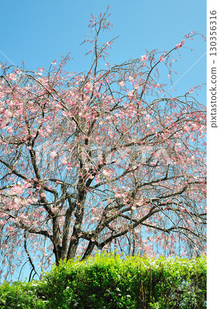 Cherry blossoms at Peace Park (Nagoya City) Cherry blossoms at Peace Park (Nagoya City) 130356316