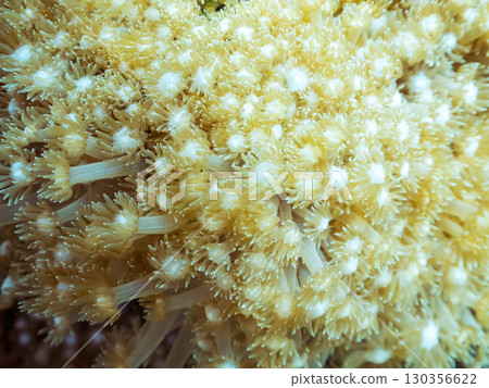A colony of Japanese fringe coral (Acropora spp.). Hirizohama, Nakagi, Minamiizu Town, Izu Peninsula, Shizuoka Prefecture, 2024 130356622