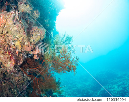 生長著海落葉松（軟珊瑚）的陡坡，其中包括海落葉松屬金魚（Anthocara spp.）等。伊豆廣島濱 130356994