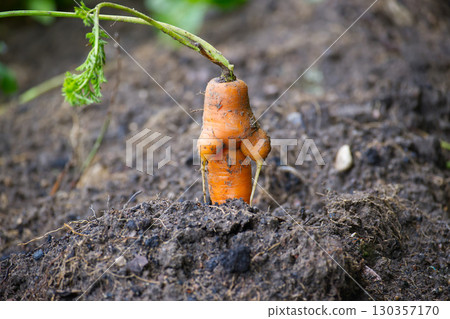 Ugly carrot growing in the garden soil 130357170