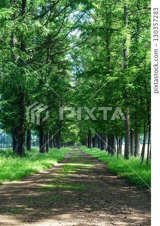 A ranch road lined with green larch trees with sunlight filtering through the trees in summer Ver.2 A ranch road lined with green larch trees with sunlight filtering through the trees in summer Ver.2 130357283